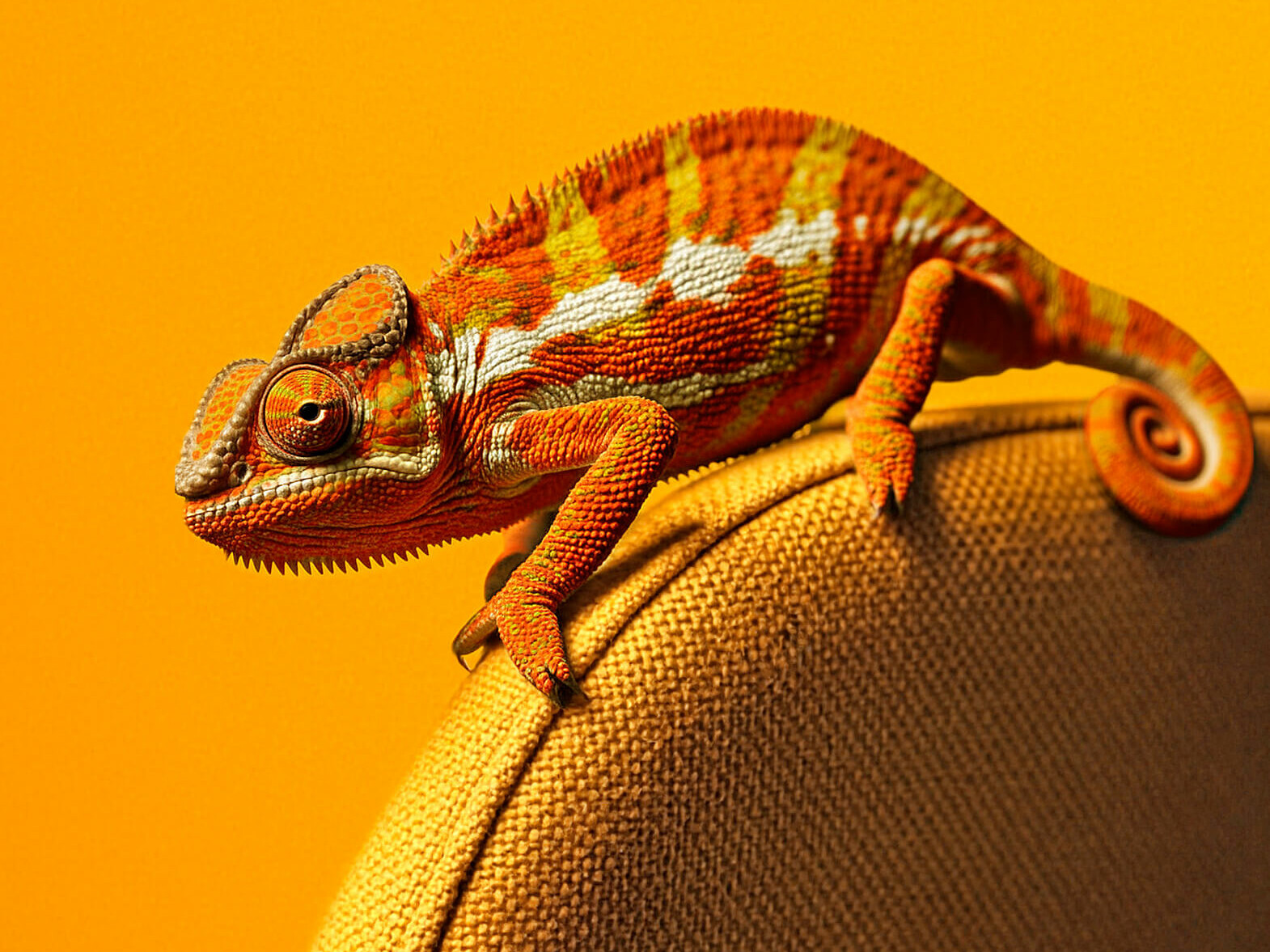 Vaasan Kameleontti - pääkuva